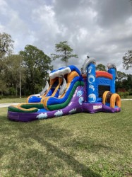 dolphin201 1718914480 Diving Dolphins Wet/Dry Double Lane Combo